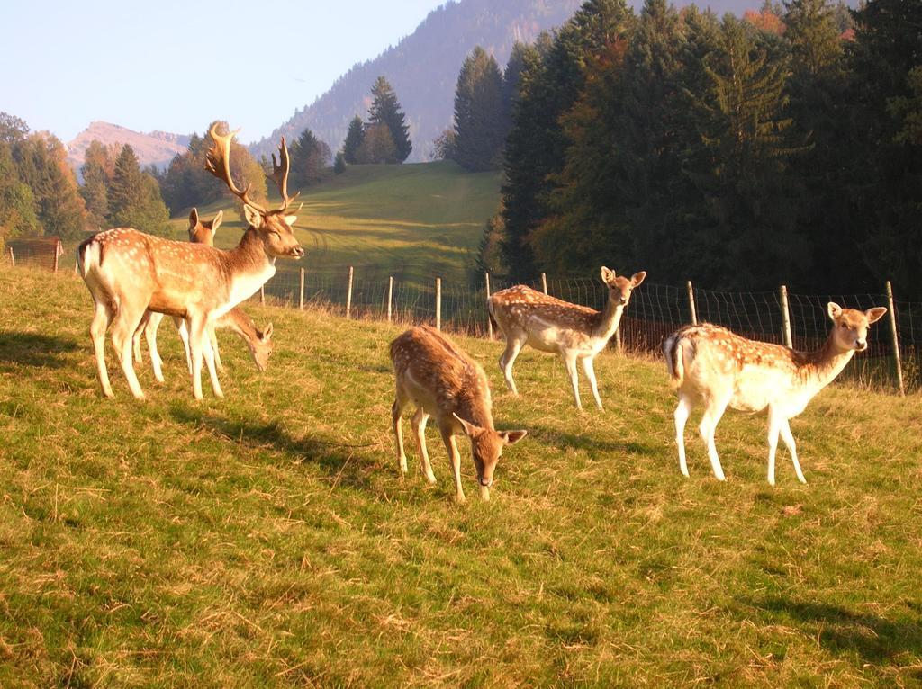 Ferienbauernhof Liebschick Villa Egg Kültér fotó